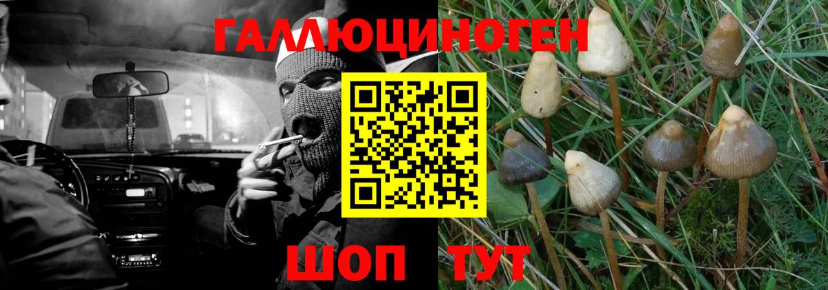 Галлюциногенные грибы Psilocybe Лениногорск